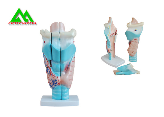 China Menschliche anatomische medizinische unterrichtende Modelle Plastikinnenohr-Modell fournisseur
