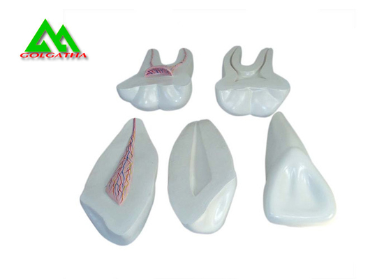 China Gummi-Zahn-Plastikmodell PVCs weiches, zahnmedizinische Modelle für unterrichtende CER-ISO fournisseur