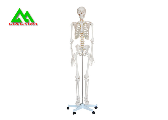 China Lebensgroßes medizinisches anatomisches menschliches Skeleton Modell 97 x 45,5 x 28cm fournisseur