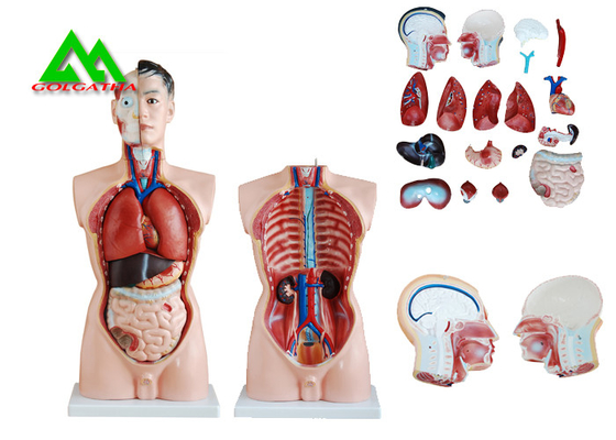 China Medizinischer Doppelsex-menschliches Torso-Anatomie-Modell mit klarer Hauptstruktur fournisseur