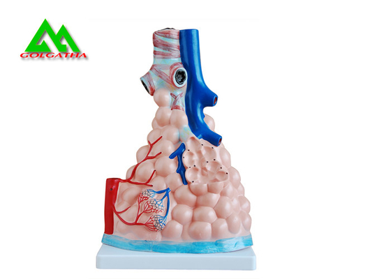 China Das professionelles medizinisches Unterrichten modelliert menschliches Modell der Lungen-3D natürliche Größe fournisseur