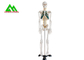 Lebensgroßes medizinisches anatomisches menschliches Skeleton Modell 97 x 45,5 x 28cm fournisseur