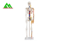 Lebensgroßes medizinisches anatomisches menschliches Skeleton Modell 97 x 45,5 x 28cm fournisseur