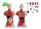 Medizinischer Doppelsex-menschliches Torso-Anatomie-Modell mit klarer Hauptstruktur fournisseur