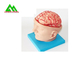 Natürliches schauendes menschliches anatomisches Gehirn-Modell für Medizinstudenten fournisseur