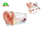 Menschliche anatomische medizinische unterrichtende Modelle Plastikinnenohr-Modell fournisseur