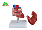 Menschliche anatomische Herz-Modell-PlastikOriginalgröße für Medizinstudenten fournisseur