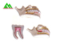 Gummi-Zahn-Plastikmodell PVCs weiches, zahnmedizinische Modelle für unterrichtende CER-ISO fournisseur