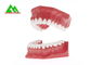 Gummi-Zahn-Plastikmodell PVCs weiches, zahnmedizinische Modelle für unterrichtende CER-ISO fournisseur